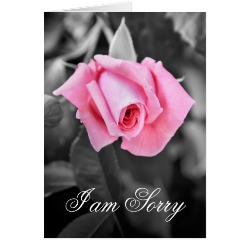 Beautiful pink rose I am sorry floral card Zazzle