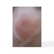 Beautiful Pink Rose Invitation Greeting Cards