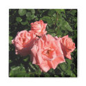 Beautiful pink rose magnet by futuremissionary Beautiful pink rose magnet