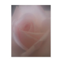 Beautiful Pink Rose Post Card