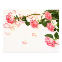 Beautiful pink roses post card