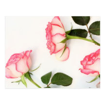Beautiful pink roses post cards
