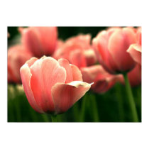 Beautiful Pink Tulip Poster! posters by zolojetto Beautiful Pink Tulip Poster! posters
