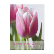 Beautiful Pink Tulip, Save the Date Postcard postcard