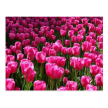 Beautiful Pink Tulips Postcard