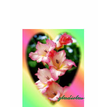 beautiful pink & white gladiolas t-shirt by design_girl beautiful pink & white gladiolas t-shirt