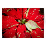 Beautiful Poinsettia cards