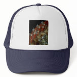 Beautiful Pointed dorsal fin of a redband parrotfi Hat