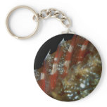 Beautiful Pointed dorsal fin of a redband parrotfi Key Chain