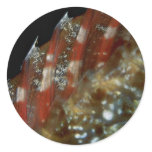 Beautiful Pointed dorsal fin of a redband parrotfi Sticker