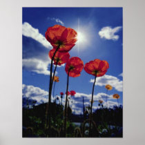 Beautiful Poppies against the sky Print