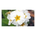 beautiful primulas photo card photo cards