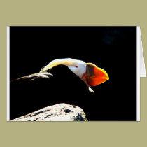 Beautiful Puffin Profile cards