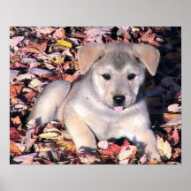 Beautiful Puppy Poster