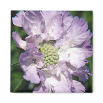 Beautiful Purple Flower magnets