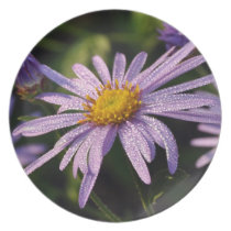 Beautiful purple flower with dew drops dinner plate