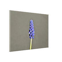 Beautiful Purple Grape Hyacinth Stretched Canvas Print