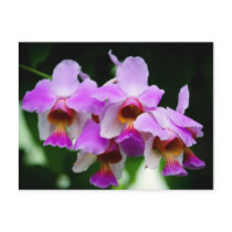 Beautiful purple orchid post cards