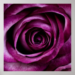 Beautiful Purple Rose Flower Petals Girly Gifts Print
