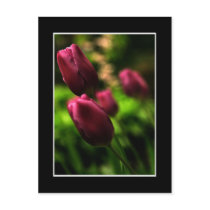 Beautiful Purple Tulip Postcard! (with border)