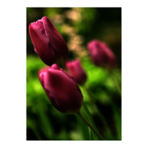 Beautiful Purple Tulip Poster! posters by zolojetto Beautiful Purple Tulip Poster! posters