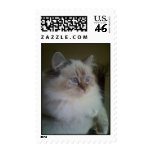 Beautiful Ragdoll Himalayan Cat Gazing Outside Postage Stamps