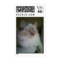 Beautiful Ragdoll Himalayan Cat Gazing Outside Postage Stamps
