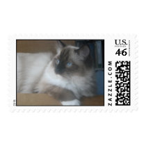 Beautiful Ragdoll Hymalayan Cat Gazing Outside Stamps