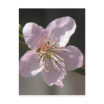 Beautiful  Raspberry Bloom Postcards