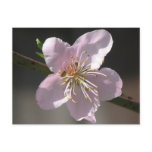 Beautiful  Raspberry Bloom Post Card