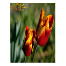 Beautiful red and yellow tulip postcard