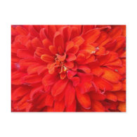 Beautiful red flower petals postcard