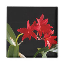 Beautiful Red Flowers magnets