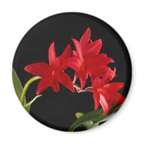 Beautiful Red Flowers magnets