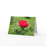 Beautiful Red Poppy Cards