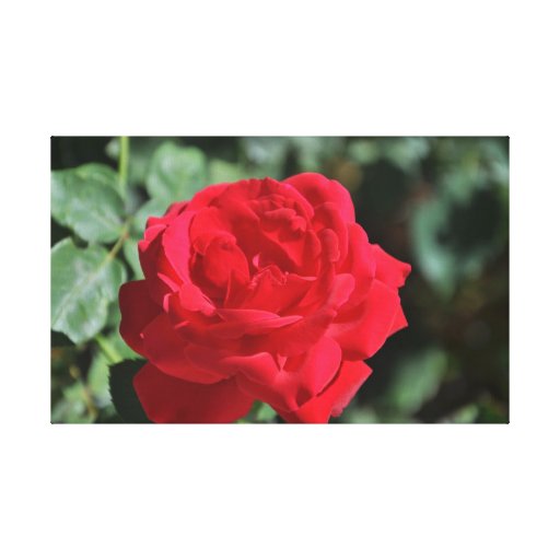 Beautiful red rose gallery wrap canvas