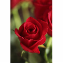 Beautiful Red Rose Cut Outs