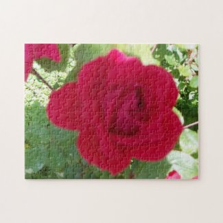 Beautiful Red Rose Jigsaw Puzzles