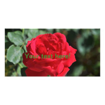 Beautiful red rose personalized photo card