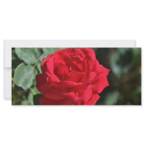 Beautiful red rose custom rack card