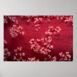 Beautiful Red Sea soft corals Posters