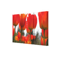 Beautiful Red Tulip Flowers. Canvas Print