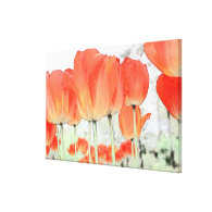 beautiful red tulip flowers wrapped canvas stretched canvas prints