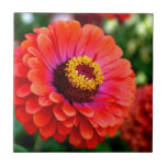 Beautiful Red Zinnia Flower Design Tiles