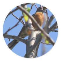Beautiful Robin in the Tree stickers