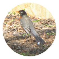 Beautiful Robin stickers