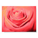 Beautiful Rose Canvas posters