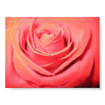 Beautiful Rose Canvas posters