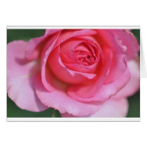 Beautiful Rose cards