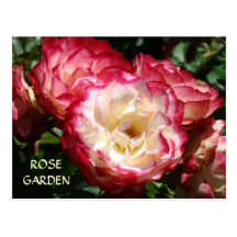 BEAUTIFUL ROSE GARDENS Post Cards Master Gardens